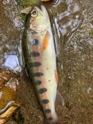 ヤマメの釣果