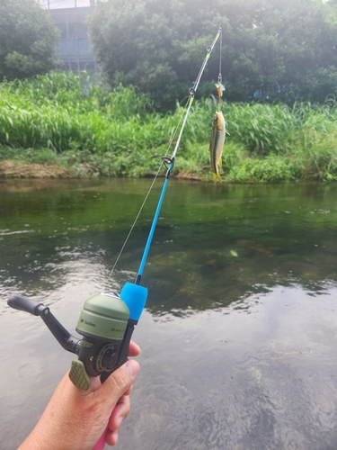 カワムツの釣果