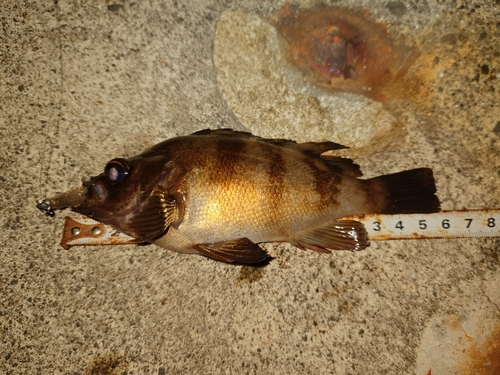 メバルの釣果