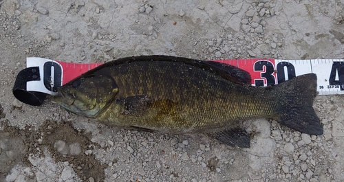 スモールマウスバスの釣果