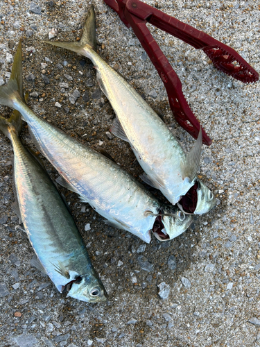 アオアジの釣果