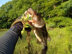 ラージマウスバスの釣果