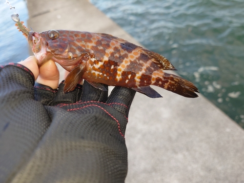 キジハタの釣果