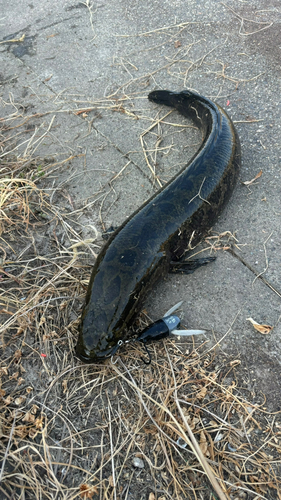 ライギョの釣果