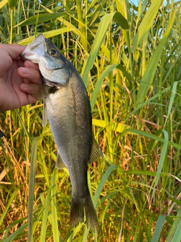 スズキの釣果