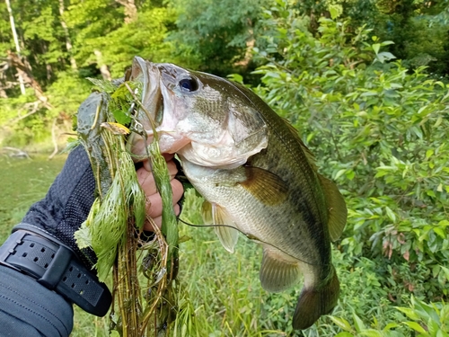 ラージマウスバスの釣果