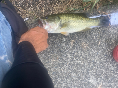 ブラックバスの釣果