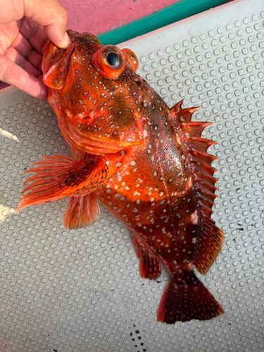 ウッカリカサゴの釣果