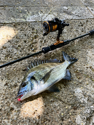 ミナミクロダイの釣果