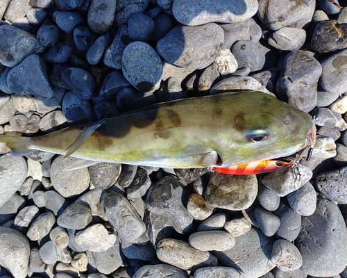 シロサバフグの釣果