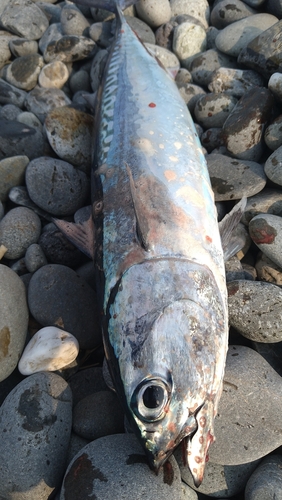 ソウダガツオの釣果