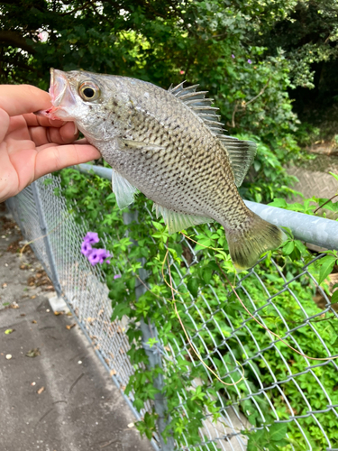 オオクチユゴイの釣果