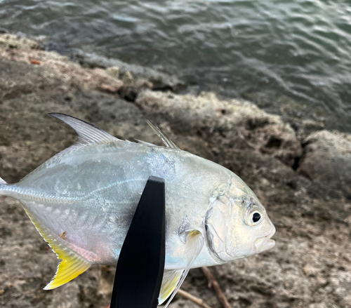 メッキの釣果