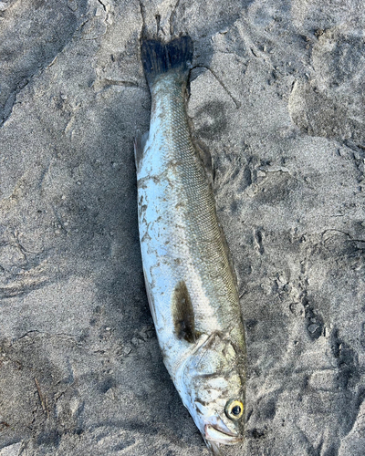 スズキの釣果