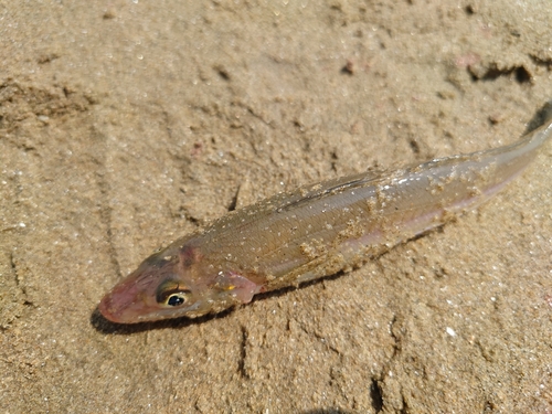 キスの釣果