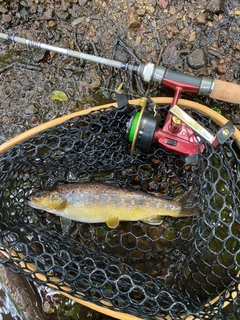 ブラウントラウトの釣果