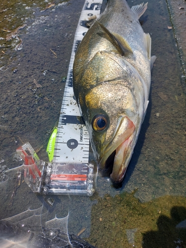 シーバスの釣果