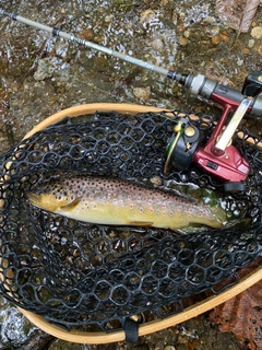 ブラウントラウトの釣果