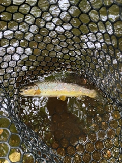 ブラウントラウトの釣果