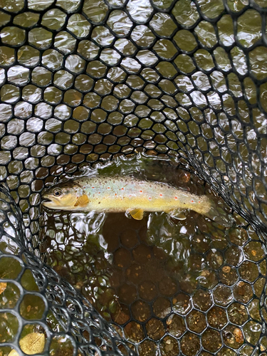 ブラウントラウトの釣果