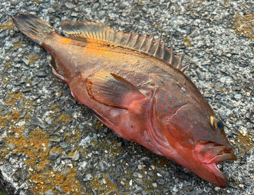 アコウの釣果