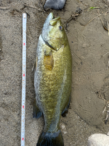 スモールマウスバスの釣果