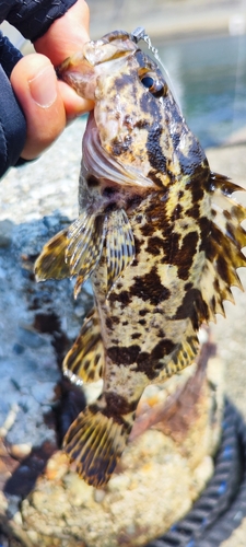 タケノコメバルの釣果