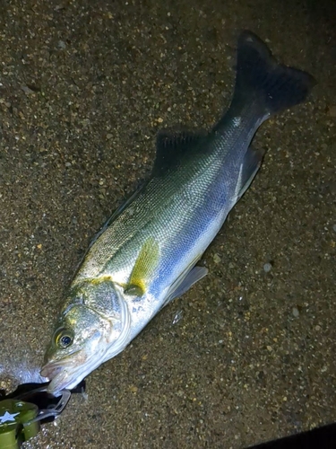 セイゴ（マルスズキ）の釣果