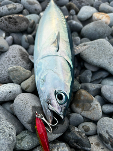 ソウダガツオの釣果