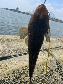 マゴチの釣果