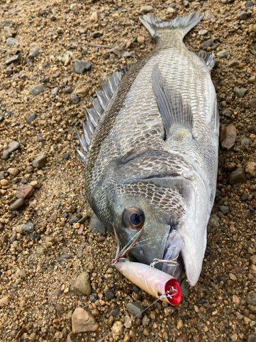 チヌの釣果