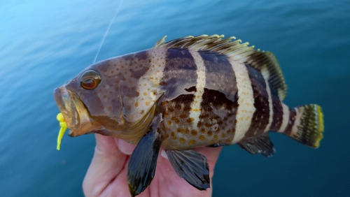 アオハタの釣果