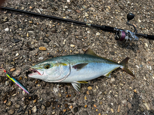 フクラギの釣果