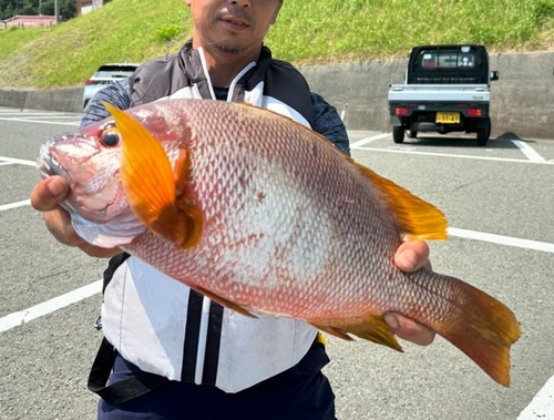 シブダイの釣果