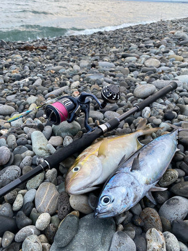 ショゴの釣果