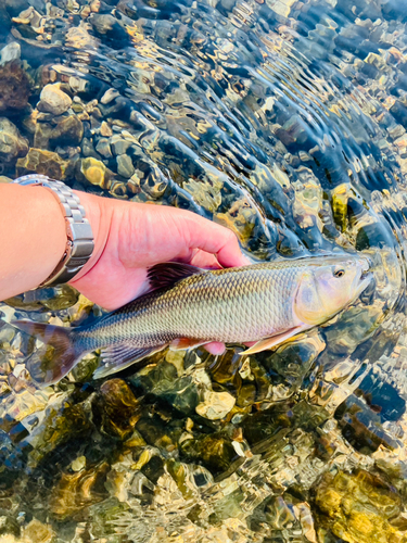 ハスの釣果