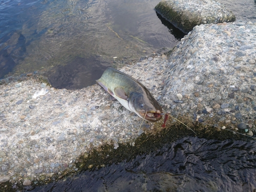 ナマズの釣果