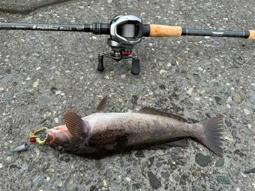 アブラコの釣果