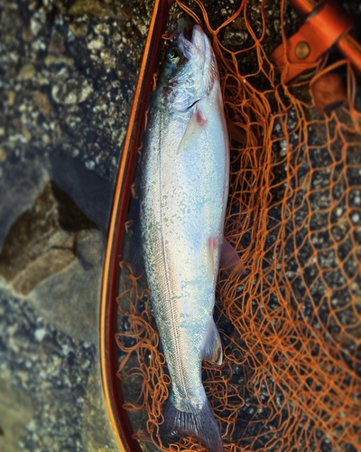 ニジマスの釣果