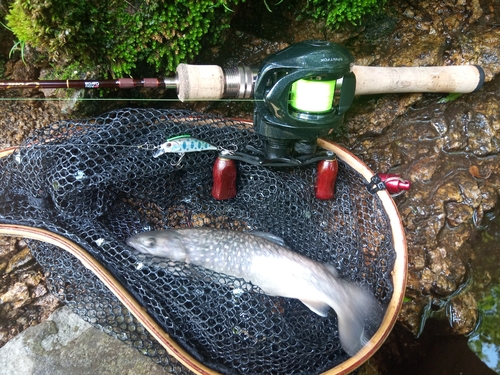 イワナの釣果