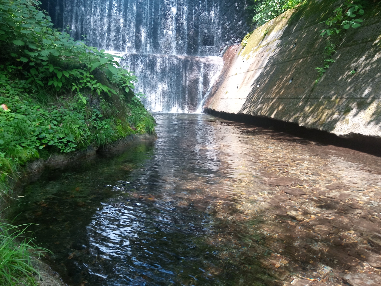 イワナ