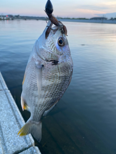 キビレの釣果