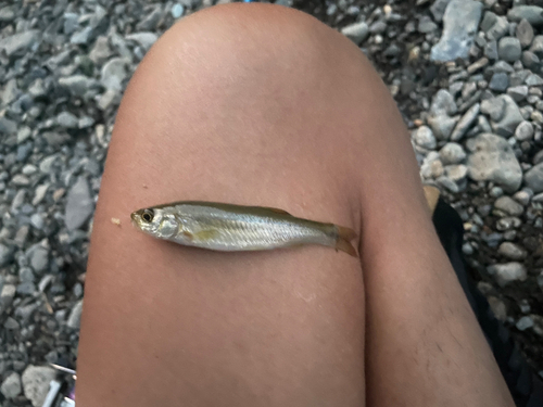 アブラハヤの釣果