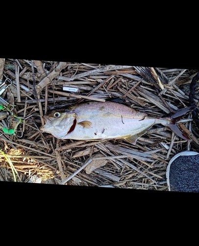 カンパチの釣果