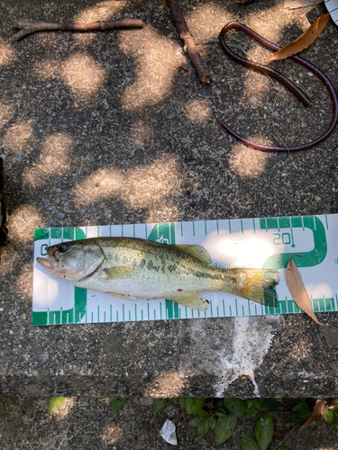 ブラックバスの釣果