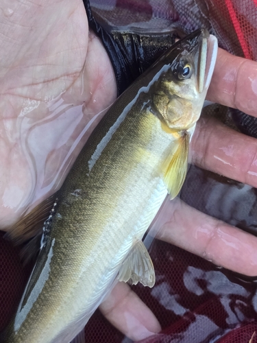 アユの釣果