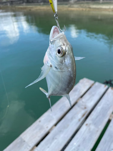 メッキの釣果