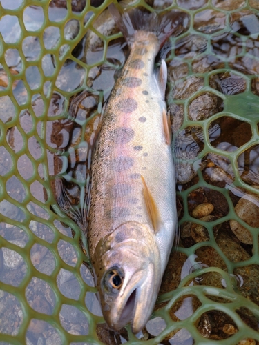 ヤマメの釣果