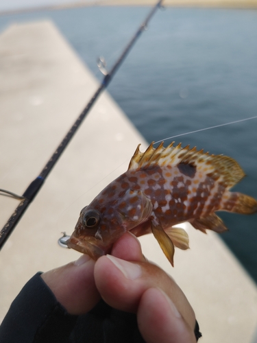 キジハタの釣果