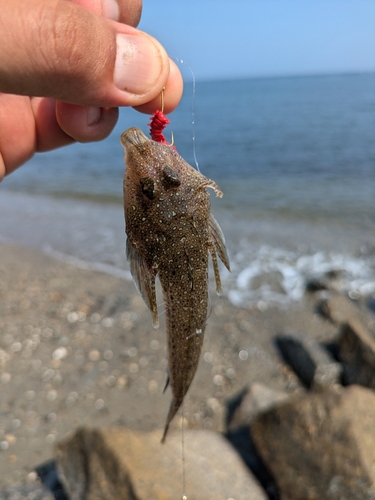 メゴチの釣果